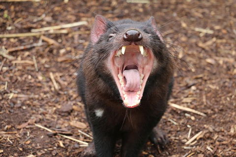 Cleland Wildlife Park Tour From Adelaide Including Mount Lofty Summit - Book Restaurant 4