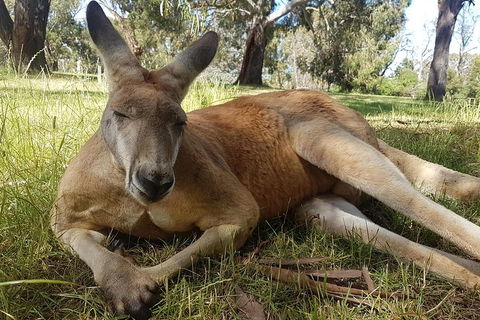 Cleland Wildlife Park Tour From Adelaide Including Mount Lofty Summit - Book Restaurant 5