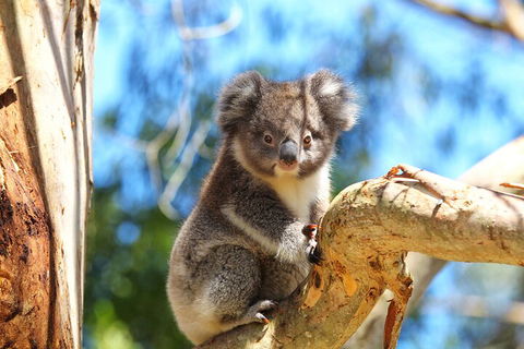 LGBT+ Friendly 2 Day Private Tour Great Ocean Road + Phillip Island - Book Restaurant 1