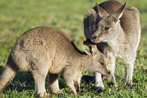 LGBT+ Friendly Full Day Phillip Island Private Tour - Book Restaurant 3