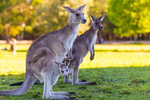 LGBT+ Friendly Full Day Phillip Island Private Tour - Book Restaurant 4