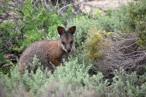 Pink Lake + Abrolhos Islands Nature Tour - Book Restaurant 1