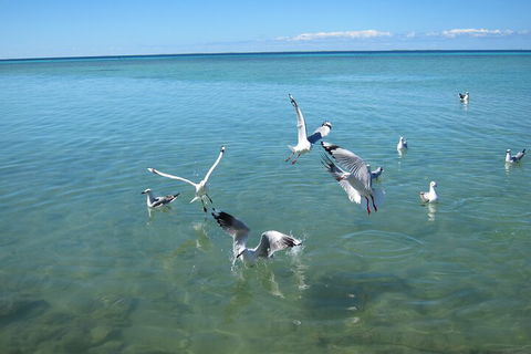 Pink Lake + Abrolhos Islands Nature Tour - Book Restaurant 5
