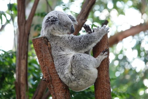 Small-Group Blue Mountains Tour With A Local Guide - Book Restaurant 2