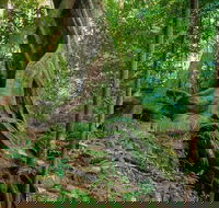 Private Daintree Mossman Gorge Exclusive Nature and Wildlife Focus - Book Restaurant