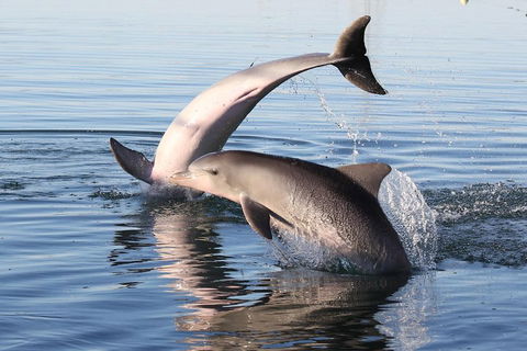 Kayak Tour In Adelaide Dolphin Sanctuary - Book Restaurant 5