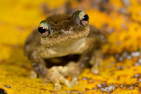 Daintree And Cape Tribulation Full Day Guided Tour - Book Restaurant 0