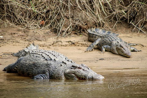 Daintree And Cape Tribulation Full Day Guided Tour - Book Restaurant 3