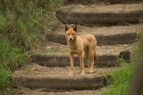 Blue Mountains Small-Group Insider Tour From Sydney - Book Restaurant 3