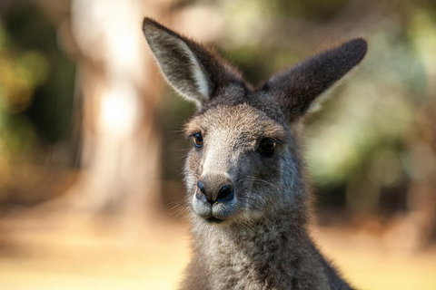 Port Arthur And Tassie Devils Active Day Tour From Hobart - Book Restaurant 2
