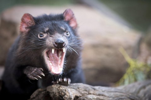 Port Arthur And Tassie Devils Active Day Tour From Hobart - Book Restaurant 3