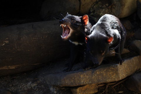 Port Arthur And Tassie Devils Active Day Tour From Hobart - Book Restaurant 4