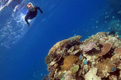 Silverswift Outer Great Barrier Reef Dive And Snorkel Cruise From Cairns - Book Restaurant 3