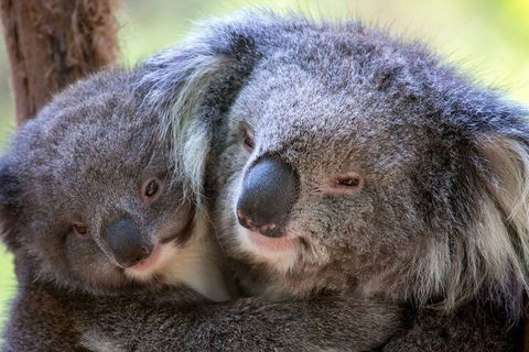 Half-Day Or Full-Day Tour With Private Guide From Melbourne - Book Restaurant 1