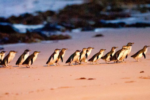 Half-Day Or Full-Day Tour With Private Guide From Melbourne - Book Restaurant 5