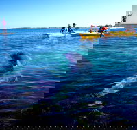 Penguin and Seal Islands Sea Kayaking Experience - Book Restaurant