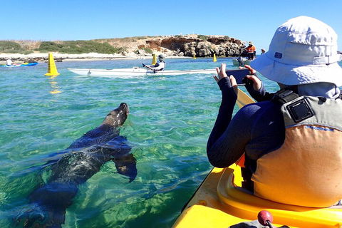 Penguin And Seal Islands Sea Kayaking Experience - Book Restaurant 2