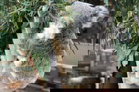 Private Blue Mountains and Wildlife Park Tour from Sydney with Barbecue Lunch