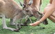 Pinnacles Desert, Koalas And Sandboarding 4WD Day Tour From Perth - thumb 1