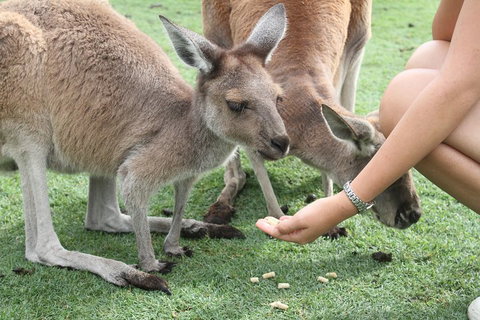 Pinnacles Desert, Koalas And Sandboarding 4WD Day Tour From Perth - Book Restaurant 1