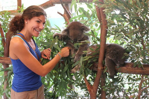 Pinnacles Desert, Koalas And Sandboarding 4WD Day Tour From Perth - Book Restaurant 5