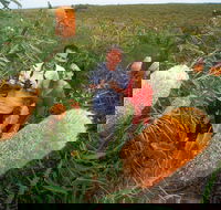 Best of Perth Wildflower Season Day Trip - Book Restaurant