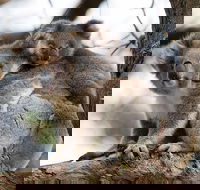 Great Ocean Road Sunset Tour from Melbourne - Book Restaurant