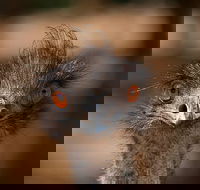 Currumbin Wildlife Sanctuary General Entry Ticket - Book Restaurant