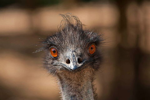 Currumbin Wildlife Sanctuary General Entry Ticket - Book Restaurant 0