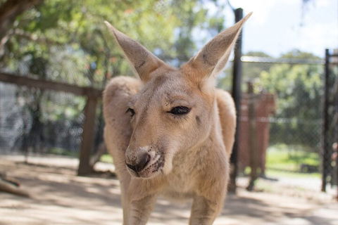 Currumbin Wildlife Sanctuary General Entry Ticket - Book Restaurant 2