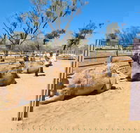 West MacDonnell Ranges Half-Day Small-Group Tour with Camel Ride - Book Restaurant