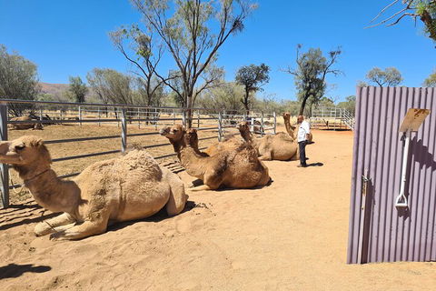 West MacDonnell Ranges Half-Day Small-Group Tour With Camel Ride - Book Restaurant 0