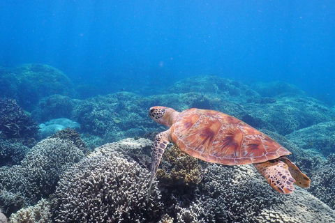 Calypso Outer Great Barrier Reef Cruise From Port Douglas - Book Restaurant 2
