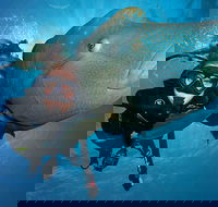 Great Barrier Reef Snorkeling and Diving Cruise from Cairns - Book Restaurant