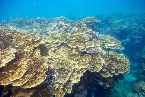Cruise To Moore Reef Pontoon And Return Helicopter Flight From Cairns - Book Restaurant 5