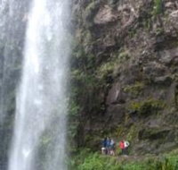Springbrook National Park Discovery Full-Day Bushwalking Tour - Book Restaurant
