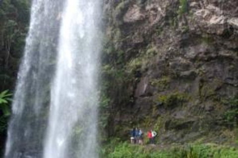 Springbrook National Park Discovery Full-Day Bushwalking Tour - Book Restaurant 0
