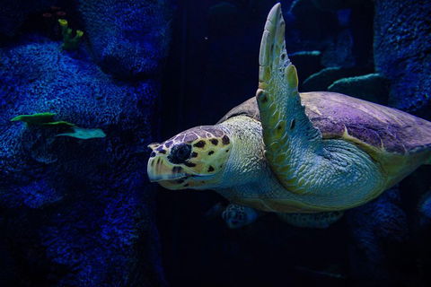 Sydney Attractions Pass: SEA LIFE Aquarium, Sydney Tower Eye, WILD LIFE Zoo And Madame Tussauds - Book Restaurant 1