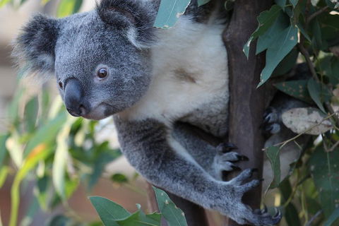 Sydney Attractions Pass: SEA LIFE Aquarium, Sydney Tower Eye, WILD LIFE Zoo And Madame Tussauds - Book Restaurant 2