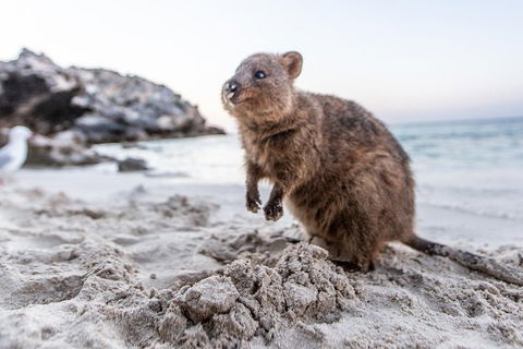 Fremantle To Rottnest Island Roundtrip Ferry Ticket - Book Restaurant 1