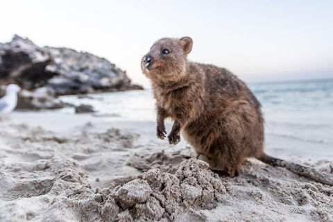Rottnest Island All-Inclusive Grand Island Tour From Fremantle - Book Restaurant 2