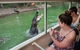 Breakfast With The Koalas At Hartley's Crocodile Park From Cairns Or Palm Cove - thumb 4