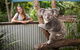 Breakfast With The Koalas At Hartley's Crocodile Park From Cairns Or Palm Cove - thumb 5