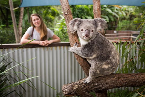 Breakfast With The Koalas At Hartley's Crocodile Park From Cairns Or Palm Cove - Book Restaurant 5