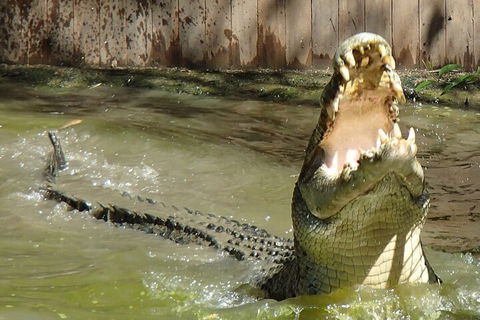 Hartley's Crocodile Adventures Day Trip From Palm Cove - Book Restaurant 3