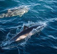 Sydney Whale-Watching Cruise - Book Restaurant