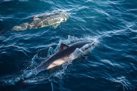 Sydney Whale-Watching Cruise - Book Restaurant 0