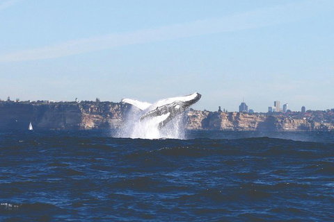 Sydney Whale-Watching Cruise - Book Restaurant 3