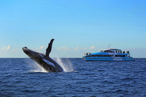 Sydney Whale-Watching Cruise - Book Restaurant 5
