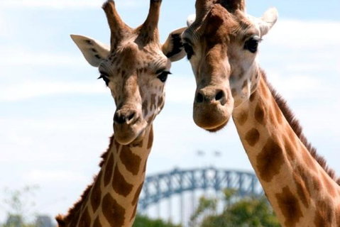 Sydney Harbour Ferry With Taronga Zoo Entry Ticket - Book Restaurant 1